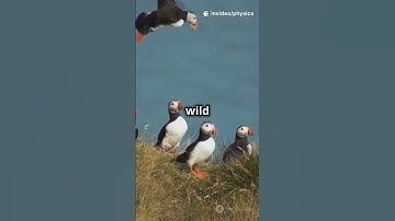 How Arctic Puffins Inspire Smart Drone Swarms! 🐧🚁 #sciencefather #quantumphysics #physics #science