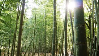 Bamboo Forest Sounds in Japan | 1 Hour of nature sounds | 4K