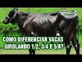 Como diferenciar vacas Girolando 1/2, 3/4 e 5/8?