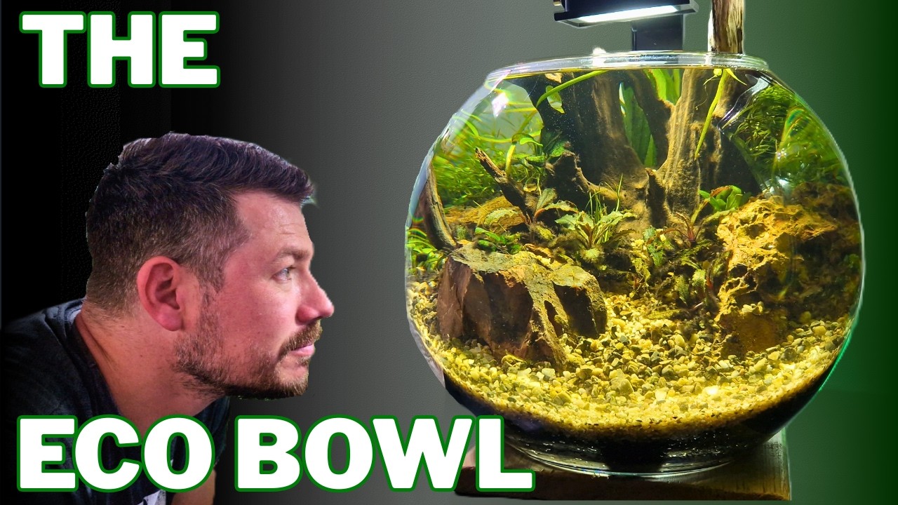 I Built a No Filter Ecosystem Bowl From SCRAPS