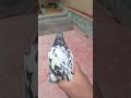 pigeon #video