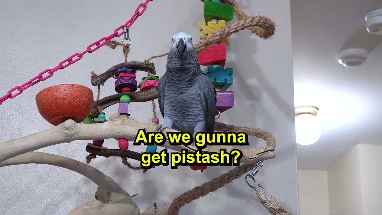 Questions and Talking with Apollo 