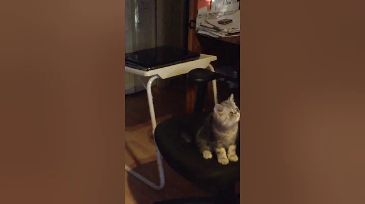 Watch the video about Grace and Dustyn Exotic Kittens born 4/10/2013