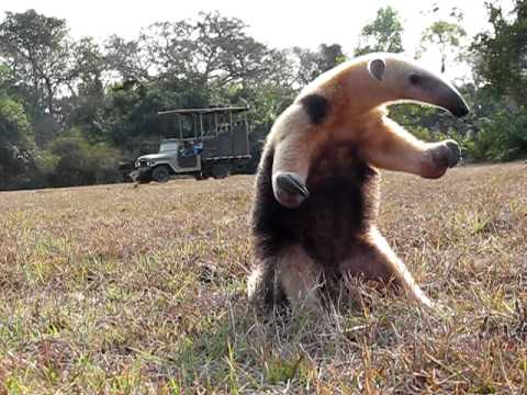 Southern Anteater (Tamandua tetradactyla) in defensive posture