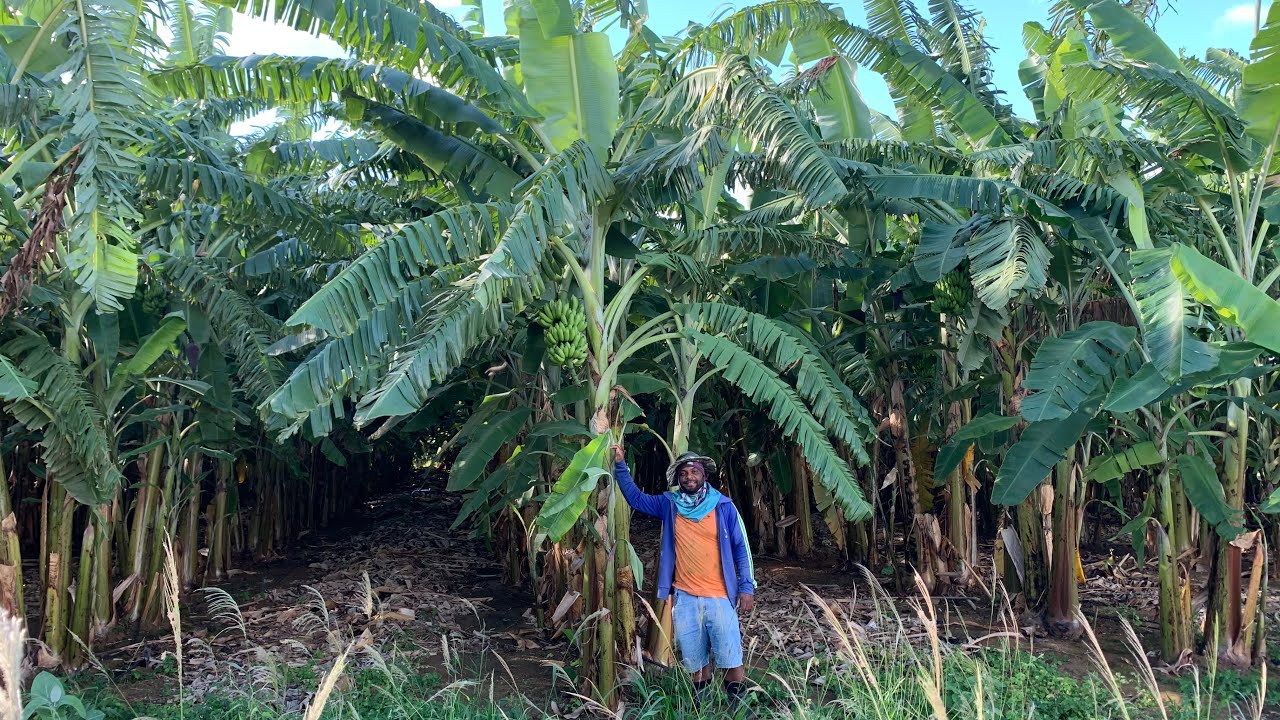 ELE CULTIVA A BANANA MAÇÃ PRINCESA ( BRS Princesa)