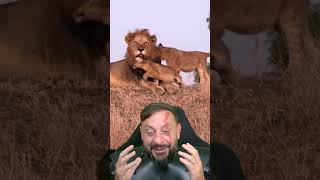 Coalizão de leões: Notch a história doa leões que o Biólogo Henrique mais gosta .VÍDEO 40