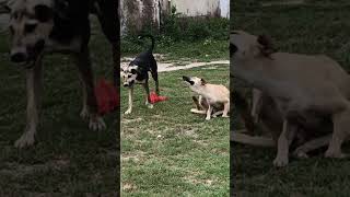 Mona 😆Sona 😀dog 😄 🐕YouTube#viral #video #song