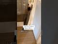 次男の部屋にチャレンジ球太 #cats #球太 #shorts