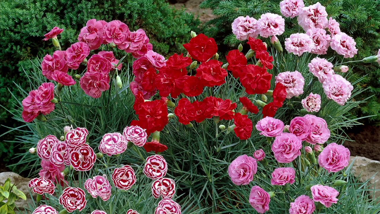 Roberta's 4-Piece Dianthus Super Trouper on QVC