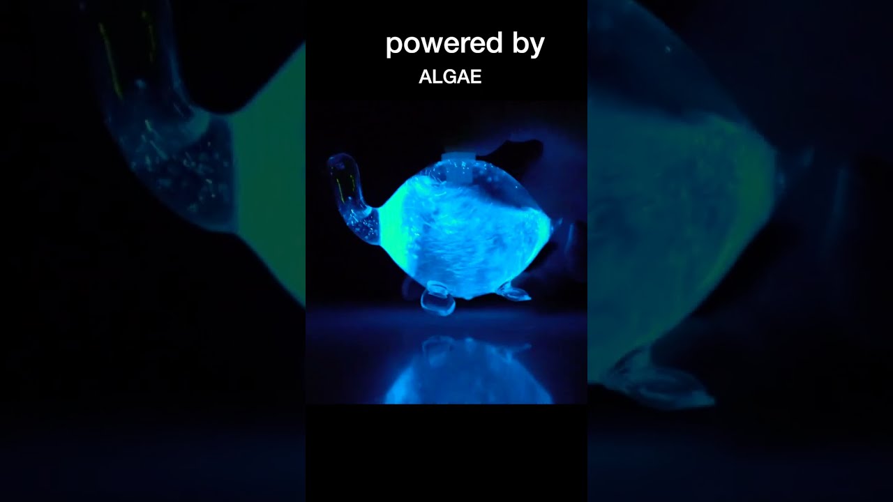 Bioluminescent Bio-Turtle video thumbnail