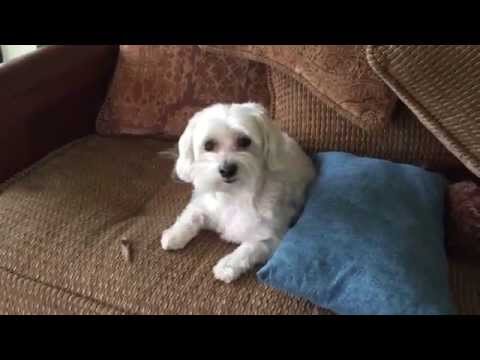 Bad Dog!
