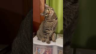 Super Cute Cats Funny, Adorable &amp; Heartwarming Cat Clips #catshorts #catsofyoutube #cats #catvideos