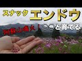 【自然農】スナックエンドウの育て方！コツは○○と育てる！