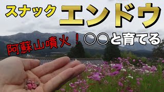 【自然農】スナックエンドウの育て方！コツは○○と育てる！