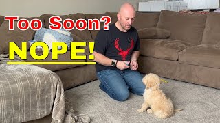 Teach Goldendoodle Puppy to Sit at 9 Weeks