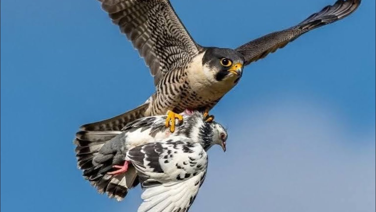 Pigeons attacked by three peregrine falcons