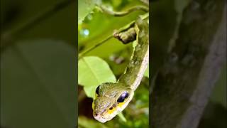 أغرب خدعة دفاعية في عالم الحشرات #reels #viralvideo #shorts