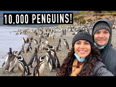 PENGUIN ISLAND IN USHUAIA! THE WORLD'S SOUTHERNMOST CITY 🇦🇷 (PATAGONIA ARGENTINA)