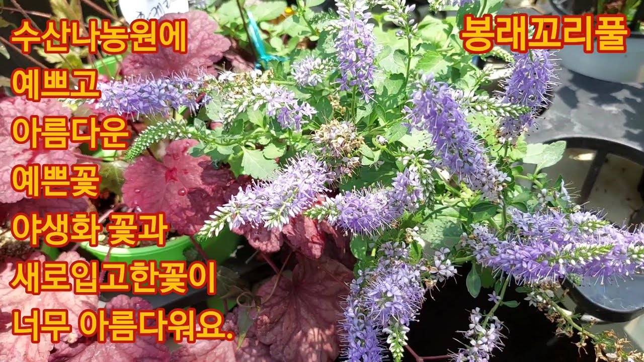 785회. 수산나농원에 아름다운 여름꽃보시고 힐링하세요.