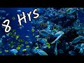 🐟Relaxing Aquarium 🪸 Fish 🐠Tank Sound | 8 Hours | No Music #ASMR #whitenoise