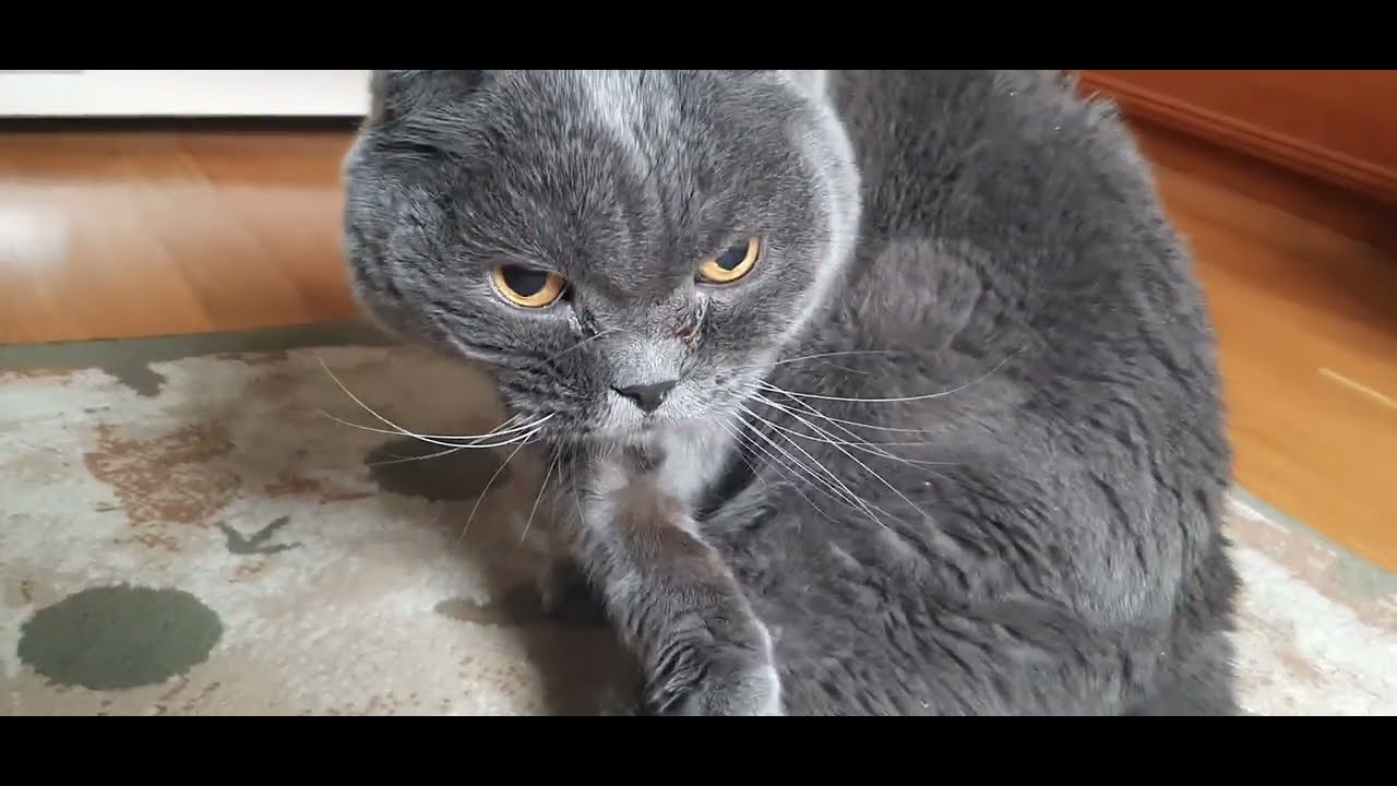 На репетиторстве по английскому языку заметил такую вот картину - YouTube