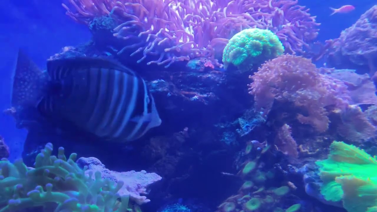 Cape town aquarium,Peaceful, meditative with music