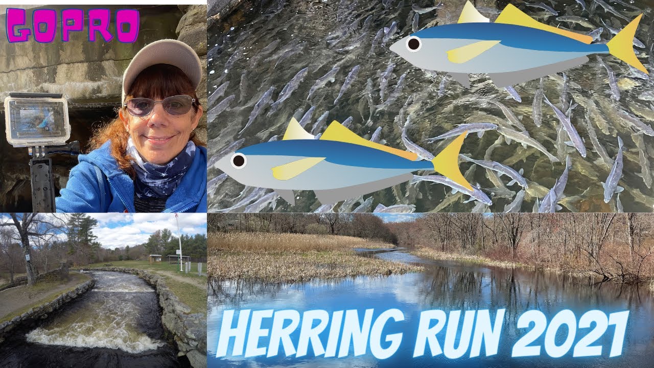 Herring Run April 7, 2021 Middleboro Massachusetts Oliver Mill