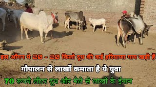 20 - 20 किलो दूध की हरियाणा गायों से भरा है ये आँगन👌गौपालन से लाखो रुपए कमाने वाला युवा💪Champian Cow