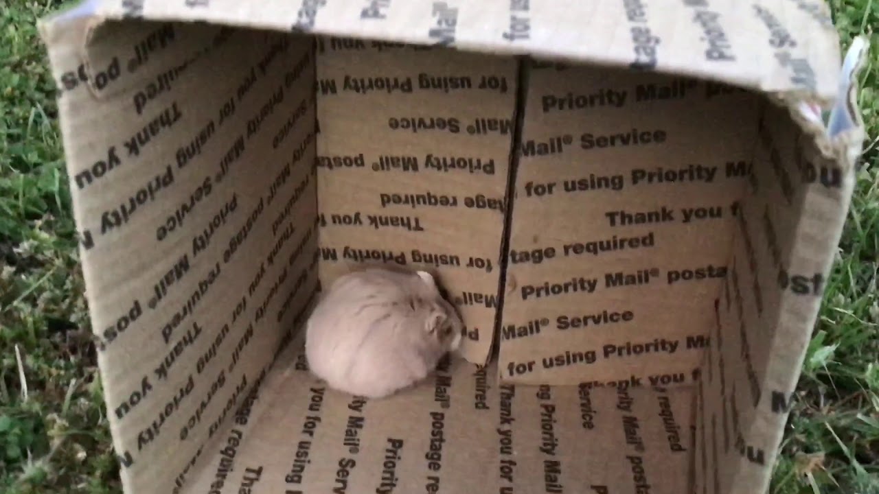 Walking my Mini hamster