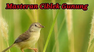 Masteran wajib KICAU MANIA suara burung CIGUN full bren ‼️