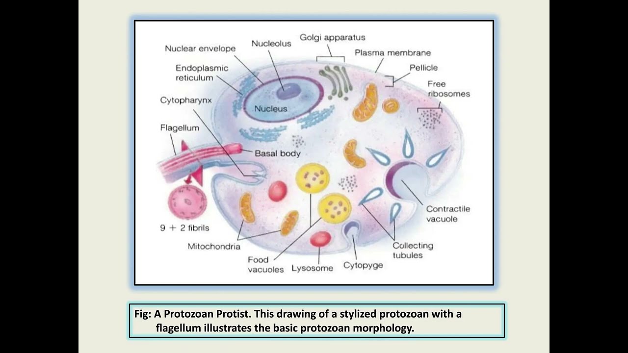 Life Within a Single Plasma Membrane – Protozoa Explained | Shori Notes
