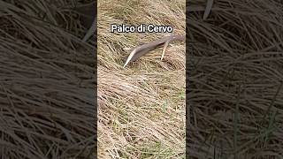 Grosso Palco Di Cervo Perso Sul Sentiero corna escursione cervo