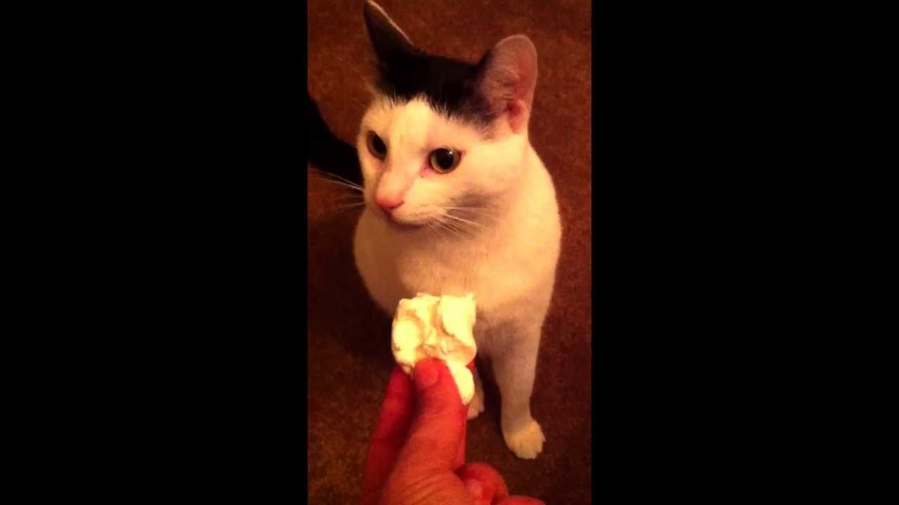 Cat loves marshmallow!! YouTube