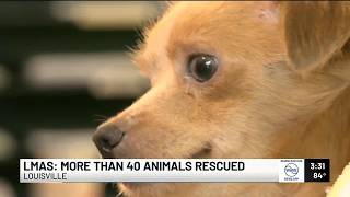 Dozens of rescued dogs are now in foster homes