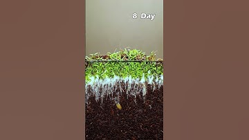 Growing poppy plant from seeds soil cross section