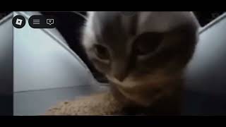 Chpii Chipi Chapa Chapa Duvi Duvi Dabada Mágico Mi Dubi Dubi Booooooo