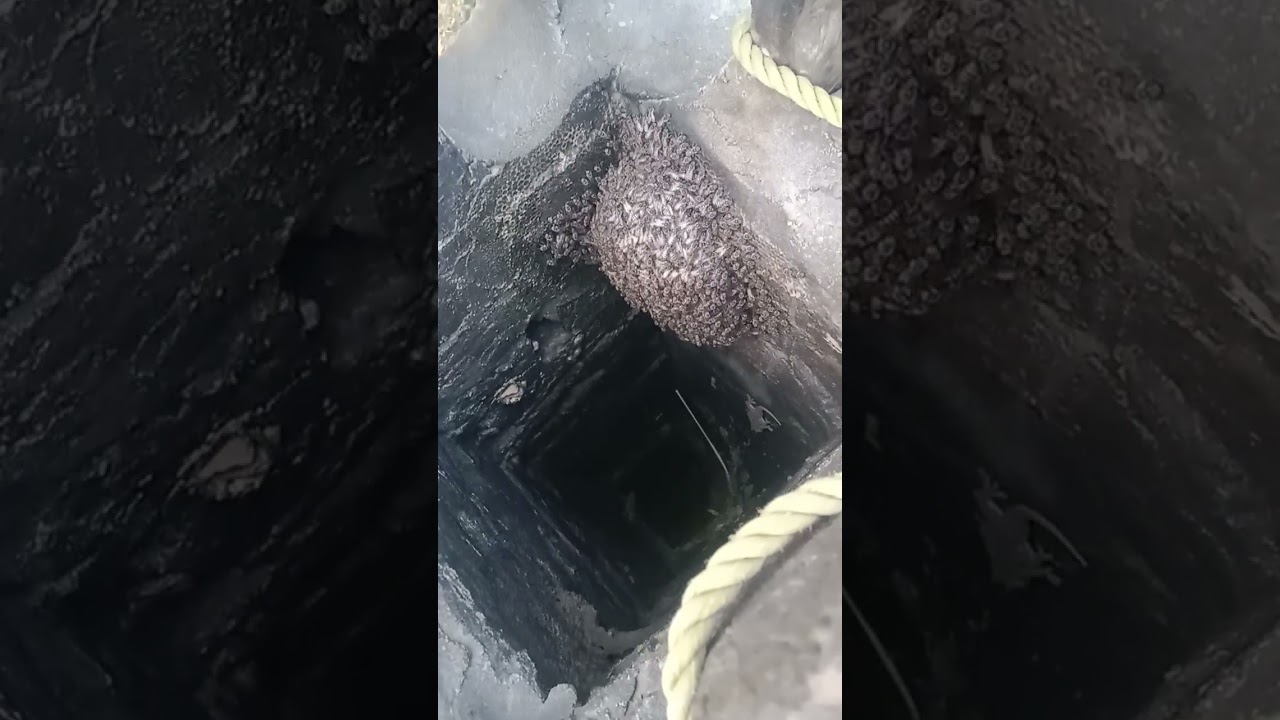 Wild Honey Harvesting  || حیرت انگیز جگہ پر شہد کا چھتہ