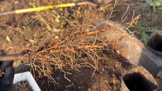 How Pawpaw Roots Should Look To Thrive After Planting