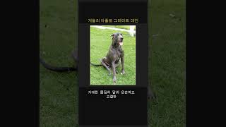 개들의 아폴로 그레이트 데인 ☀️🐕 #Shorts