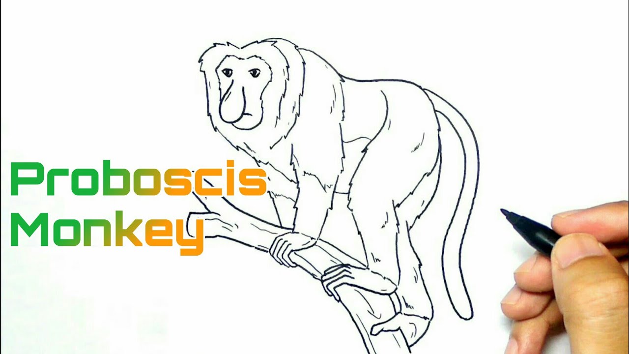 Cara menggambar monyet bekantan || mudah dan bagus
