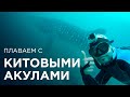 Плаваем с Китовыми Акулами! Мальдивские острова 2015!