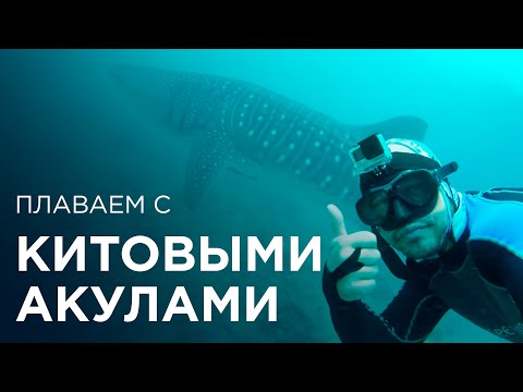 Видео: Слово о плавании с китовыми акулами - Matador Network