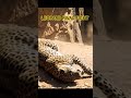 LEOPARD RIVALS FIGHT. #leopard #rivals  #wildlife #wild. #viral #reels #viralshorts
