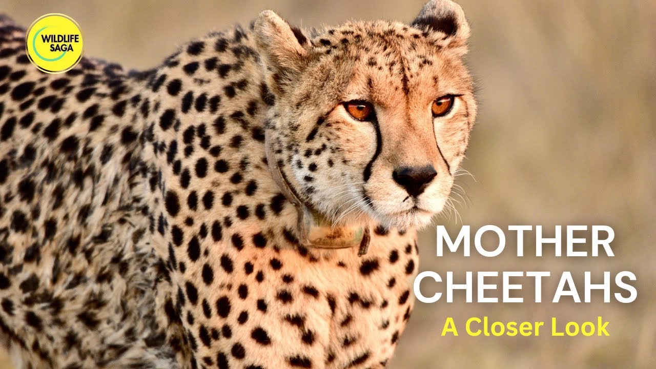 Mother Cheetahs: A Closer Look 🐆 | Wildlife Saga 
