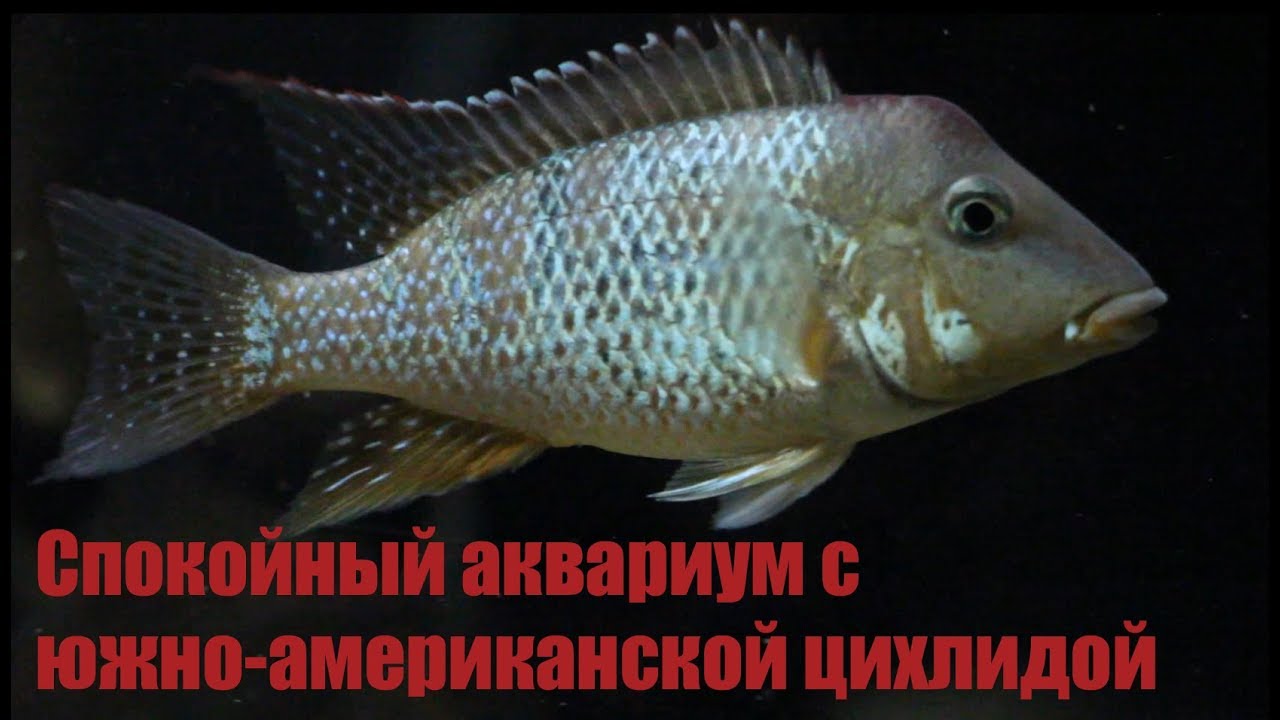 Новые наблюдения за скаляриями и геофагусами