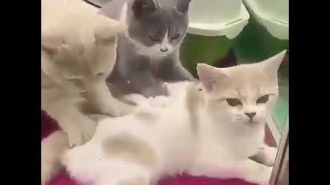 Kelakuan Sikucing Garong.