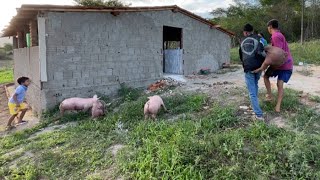 DESMAME DE SUÍNOS + ROTA DE ENTREGA COM A SNL EM PERNAMBUCO 