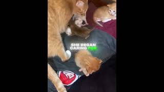 Two Mother Cats… One Beautiful Bond 💕🐾