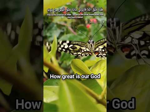 جمال الخالق Who Created This Is There A Creator Other Than God 