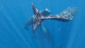 Researchers discover whale "vowels"